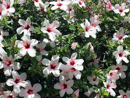 Hibiscus градина грижа и размножаване, отглеждане, засаждане, как да подслон за зимата реколта