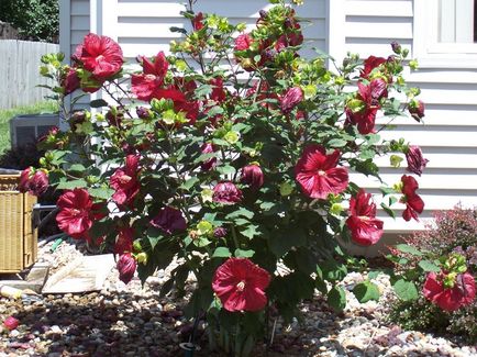 Hibiscus grădină de îngrijire și reproducere, cultivare, plantare, cum să se ascundă pentru iarnă, tăiere