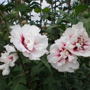 Îngrijirea și reproducerea grădinii Hibiscus, cultivarea, plantarea, cum să acoperiți iarna, tăierea