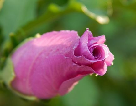 Hibiscus îngrijirea grădinii și reproducerea, cultivarea, plantarea, cum să acopere pentru iarnă, tăiere