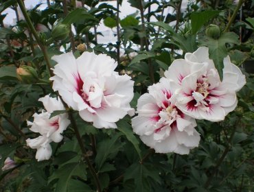 Hibiscus градина грижа и размножаване, отглеждане, засаждане, как да подслон за зимата реколта