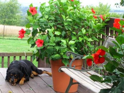 Hibiscus градина грижа и размножаване, отглеждане, засаждане, как да подслон за зимата реколта