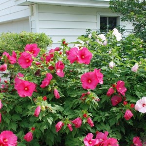 Îngrijirea și reproducerea grădinii Hibiscus, cultivarea, plantarea, cum să acoperiți iarna, tăierea