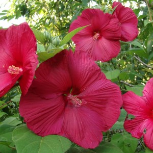 Hibiscus градина грижа и размножаване, отглеждане, засаждане, как да подслон за зимата реколта