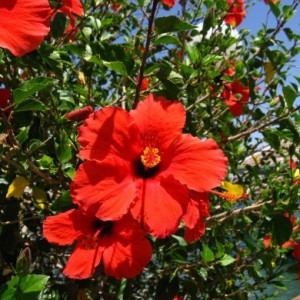 Hibiscus grădină de îngrijire și reproducere, cultivare, plantare, cum să se ascundă pentru iarnă, tăiere