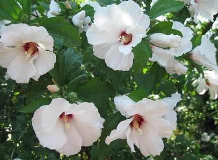 Hibiscus sirian sau grădină - reproducere prin împărțirea bucșei, video