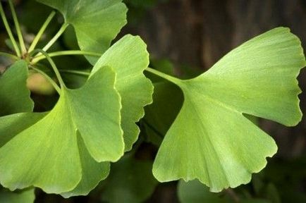 Ginkgo biloba proprietăți și aplicare