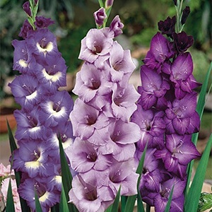 Gladiolus - proprietățile magice și vindecătoare ale plantelor - toate materialele - • zonatigra •