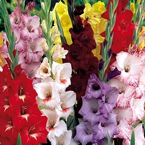 Gladiolus - proprietățile magice și vindecătoare ale plantelor - toate materialele - • zonatigra •