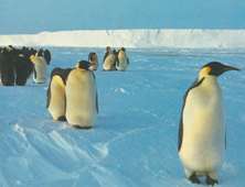 Coloniile colonizatoare de pinguini