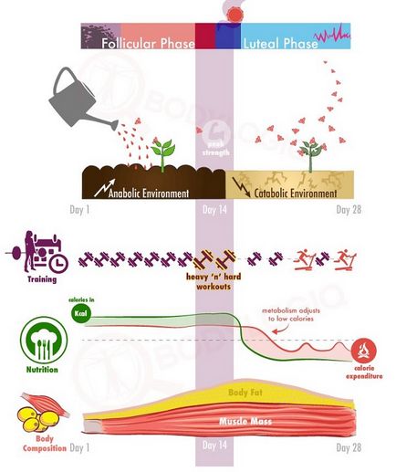 Foamea inainte de menstruatie, foamea in timpul menstruatiei, un sentiment constanta de foame inainte de menstruatie,