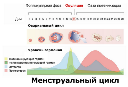 Foamea inainte de menstruatie, foamea in timpul menstruatiei, un sentiment constanta de foame inainte de menstruatie,