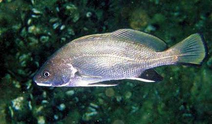 Croaker hal leírás, különösen a halászati ​​és az élőhelyek