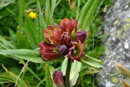 Gentian plantare și de îngrijire, specii și soiuri, fotografie