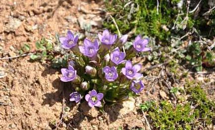 Gentian plantare și de îngrijire, specii și soiuri, fotografie