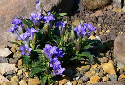 Gentian plantare și de îngrijire, specii și soiuri, fotografie