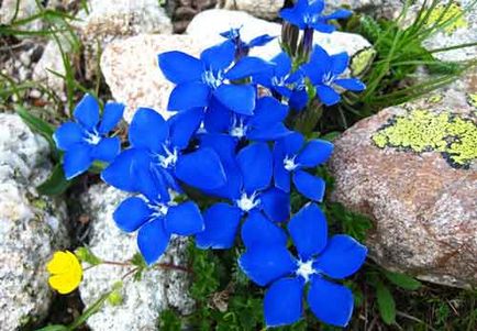 Gentian plantare și de îngrijire, specii și soiuri, fotografie