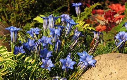 Gentian plantare și de îngrijire, specii și soiuri, fotografie