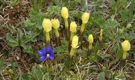 Gentian plantare și de îngrijire, specii și soiuri, fotografie