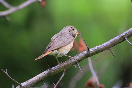 Redstart este o pasăre mică, cu coadă roșie - moschei falcons