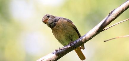 Redstart este o pasăre mică, cu coadă roșie - moschei falcons