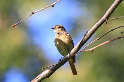 Redstart este o pasăre mică, cu coadă roșie - moschei falcons
