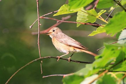 Redstart este o pasăre mică, cu coadă roșie - moschei falcons