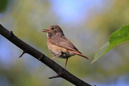 Redstart este o pasăre mică, cu coadă roșie - moschei falcons