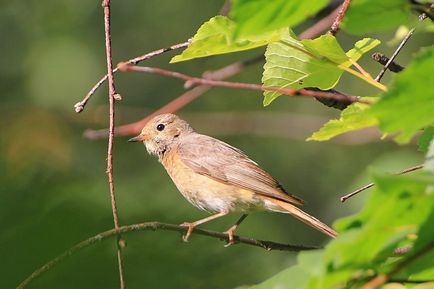 Redstart este o pasăre mică, cu coadă roșie - moschei falcons