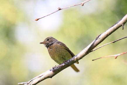 Redstart este o pasăre mică, cu coadă roșie - moschei falcons