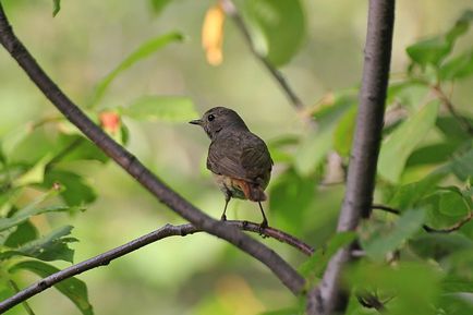 Redstart este o pasăre mică, cu coadă roșie - moschei falcons