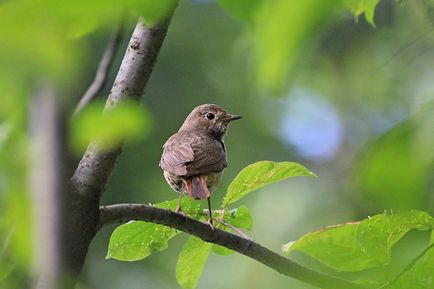 Redstart este o pasăre mică, cu coadă roșie - moschei falcons