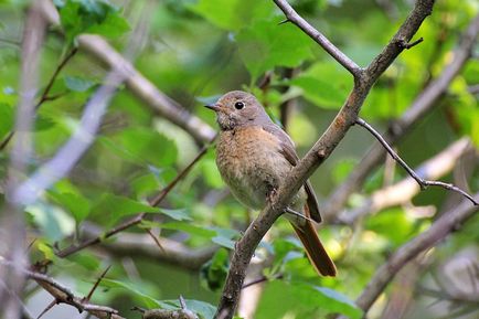 Redstart este o pasăre mică, cu coadă roșie - moschei falcons