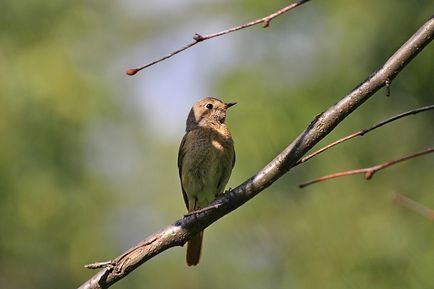 Redstart este o pasăre mică, cu coadă roșie - moschei falcons