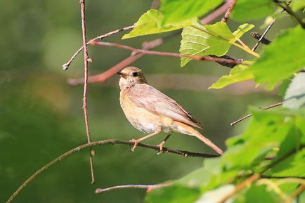Redstart este o pasăre mică, cu coadă roșie - moschei falcons