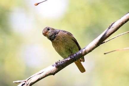 Горихвостка - невелика пташка з рудим хвостом - михайло соколів