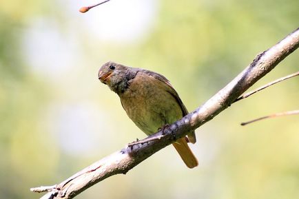 Redstart este o pasăre mică, cu coadă roșie - moschei falcons