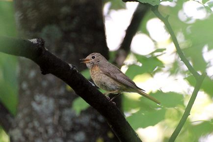 Redstart este o pasăre mică, cu coadă roșie - moschei falcons