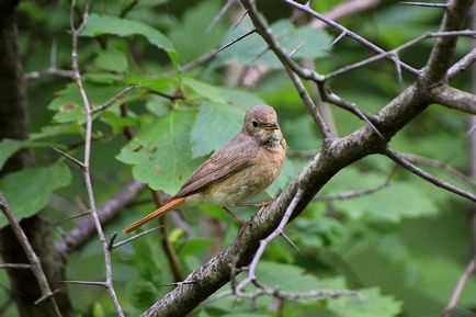 Redstart este o pasăre mică, cu coadă roșie - moschei falcons