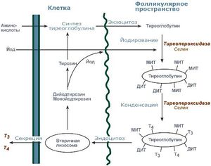 Гормони тиреоїдної функції