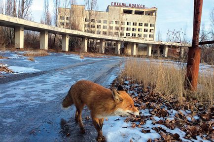 Місто-привид екскурсія по чорнобильській зоні відчуження через 30 років