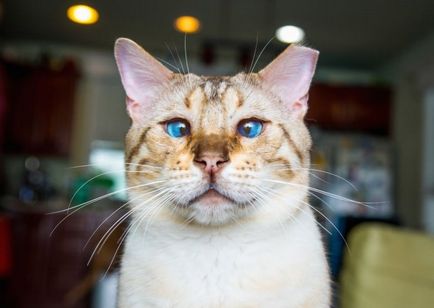 Azt mondják, a macskák szegény arckifejezés -, de nem ezeken a fényképeken