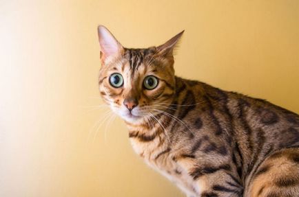 Ei spun că pisicile au o expresie facială slabă - dar nu pe aceste fotografii
