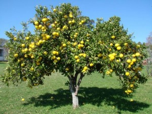 Грейпфрут - опис, корисні властивості фрукта, застосування