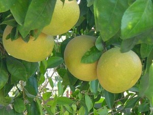 Грейпфрут - опис, корисні властивості фрукта, застосування