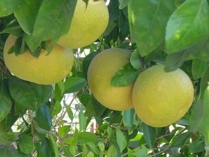 Grapefruit - descriere, proprietăți utile ale fructelor, aplicații