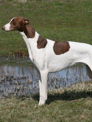 Greyhound fotografie, video și descrierea rasei de Greyhound Greyhound, vânătoare cu grahound