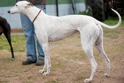 Greyhound fotografie, video și descrierea rasei de Greyhound Greyhound, vânătoare cu grahound