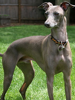 Greyhound fotografie, video și descrierea rasei de Greyhound Greyhound, vânătoare cu grahound