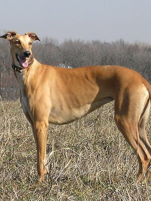 Greyhound fotografie, video și descrierea rasei de Greyhound Greyhound, vânătoare cu grahound